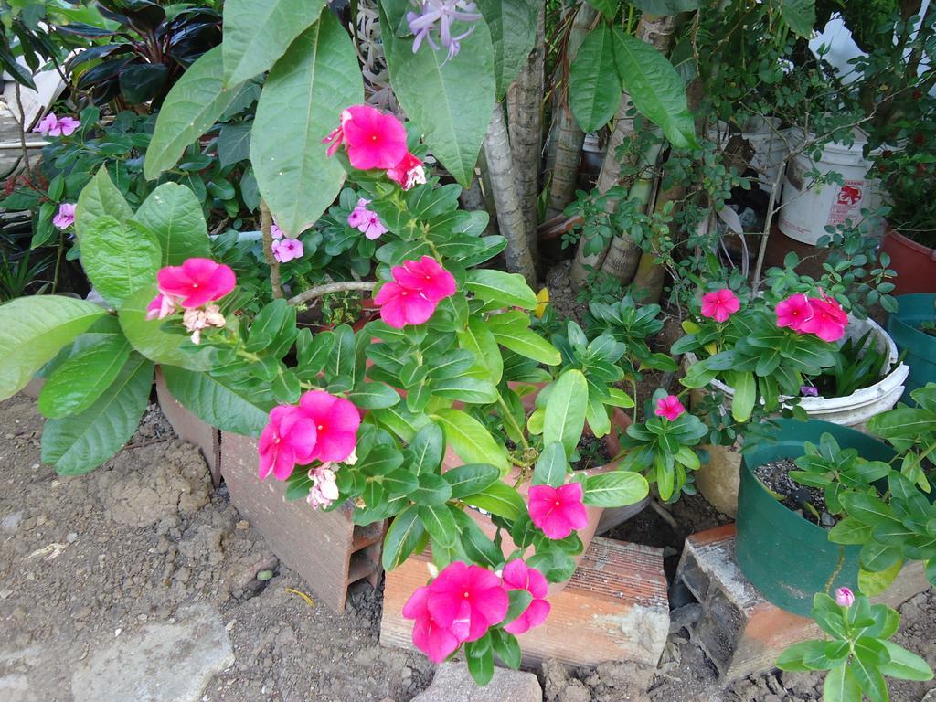 Posada Sunshine Paradise Providencia Island Exterior foto