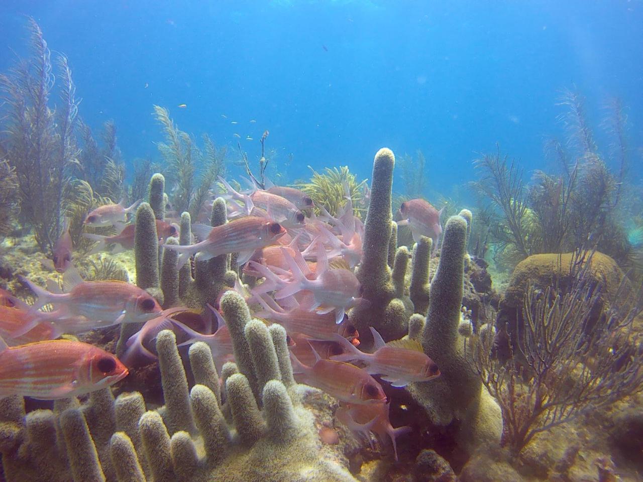 Posada Sunshine Paradise Providencia Island Exterior foto